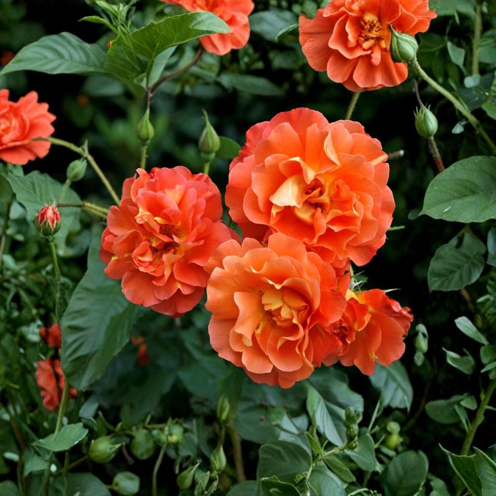 Westerland Climbing Rose Plant – Orange Apricot Rosa ‘Westerland’ | 4–6" Live Starter | Fragrant Flowering Rose | No Pot