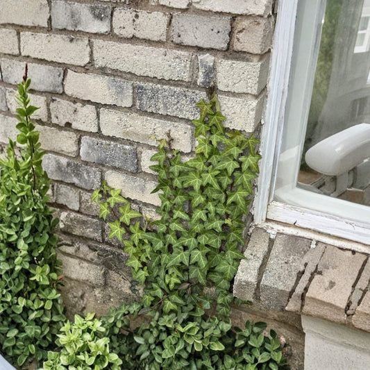 English Ivy Live Plants – Hedera helix | Live Houseplant & Trailing Vine | No Pot | Indoor & Outdoor Garden Plant | Easy Care Evergreen