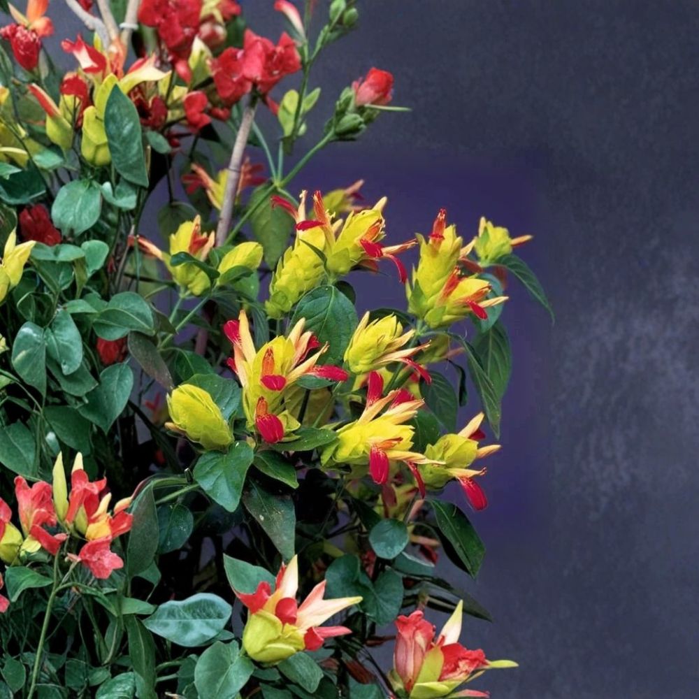 Fruit Cocktail Shrimp Plant | Justicia brandegeana | Well-Rooted Starter Plant | 2–8 Inches Tall | Ships in Pot | Tropical Flowering Plant