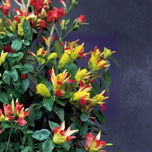 Fruit Cocktail Shrimp Plant | Justicia brandegeana | Well-Rooted Starter Plant | 2–8 Inches Tall | Ships in Pot | Tropical Flowering Plant