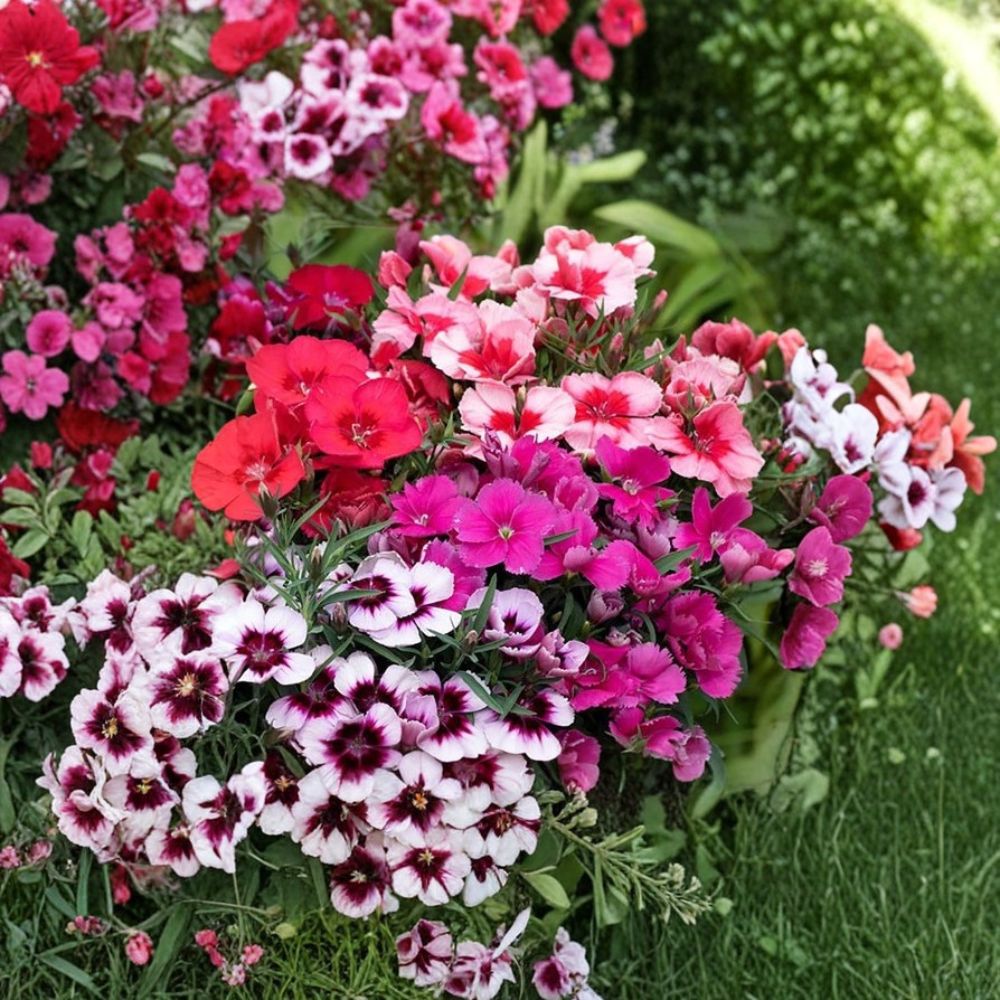 Set of 2 Dianthus Hybrid Live Plants | Mixed Colors | Hardy Perennial | Fresh Dug Plants | Fragrant Garden Flowers | Zones 4–9