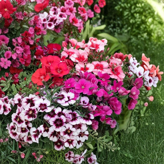 Set of 2 Dianthus Hybrid Live Plants | Mixed Colors | Hardy Perennial | Fresh Dug Plants | Fragrant Garden Flowers | Zones 4–9