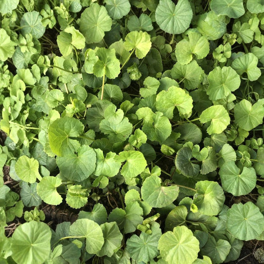 Gotu Kola (Pennywort) – 10 Live Bare Root Plants | Ready to Plant | Medicinal Herb | Fast-Growing Ground Cover