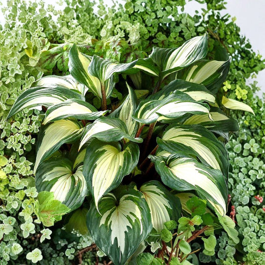 Hosta ‘Raspberry Sundae’ Live Starter Plant | 2.5 x 3.5 Inch Pot | Variegated Shade Perennial | Purple Flowers | Easy to Grow
