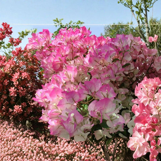 Cherry Blossom Bougainvillea Live Starter Plant | Well-Rooted Plug | Ships in 3 Inch Pot | Tropical Flowering Vine | Ready to Grow
