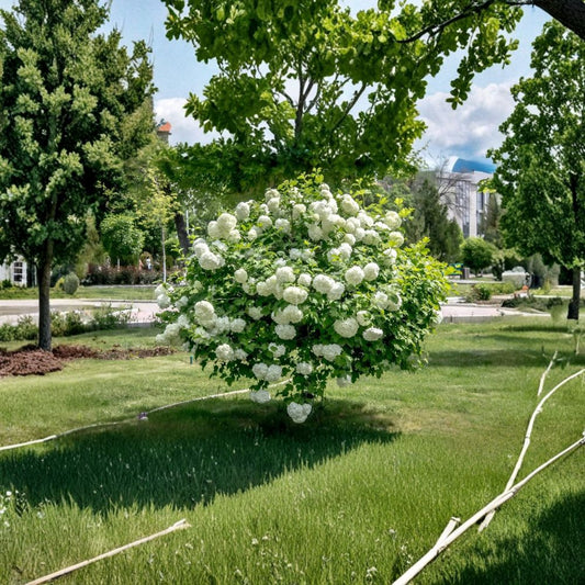 Old Fashion Snowball Viburnum – Live Plant | 6–12 Inches Tall | Includes 4 Inch Nursery Pot | Hardy Flowering Shrub