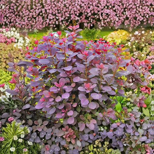 Purple Smoke Tree Live Plant – Cotinus coggygria | 12–18 Inch Seedling | Quart Pot | Purple Foliage | Smoke-Like Summer Blooms | Zones 4–8