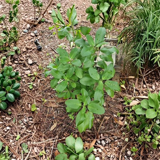 Kalanchoe Pinnata Live Plant – 6 Inches Tall | Leaf of Life | Miracle Plant | Ships Bare Root | Easy Care Succulent