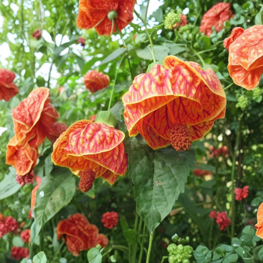 Abutilon Orange Tiger Live Plant – 4–6" Tall | Bell Hibiscus Lantern Plant | Tropical Flowering Houseplant | No Pot