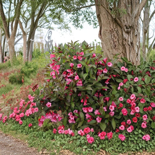 Pink Weigela Live Plant | 10–14 Inches Tall | Quart Pot | Spring Flowering Shrub | Hummingbird Friendly | Zones 4–8