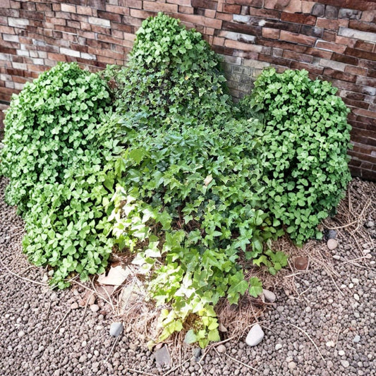10 English Ivy Live Plants | Aerial Root Cuttings | Bare Root | Ground Cover | Living Wall | Fast Growing Climbing Vine