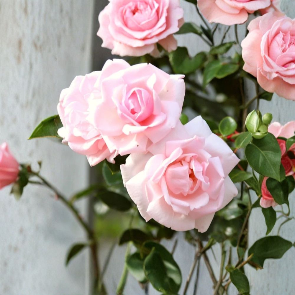 Pink New Dawn Climbing Rose – Live Starter Plant | 4–5 Inches Tall | Fragrant Pink Rose | Hardy Flowering Vine