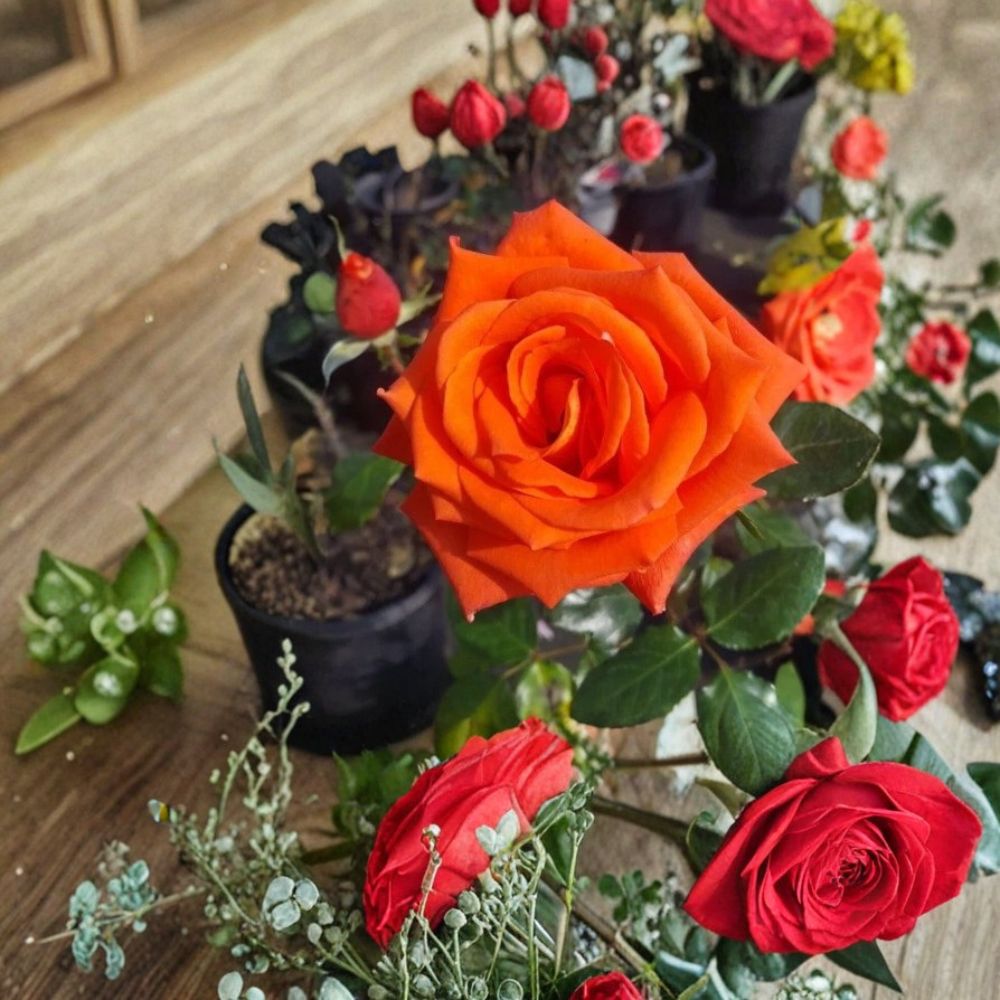 Marina Floribunda Rose – Rosa hybrida Live Plant | 3 Gallon Size | Salmon Orange Everblooming Rose Bush | Includes Root Ball | Garden & Landscape Friendly | Easy to Grow