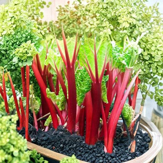 Victoria Rhubarb Bare Root – Rheum rhabarbarum Live Plant | Heirloom Perennial Vegetable | Easy to Grow | Garden Ready