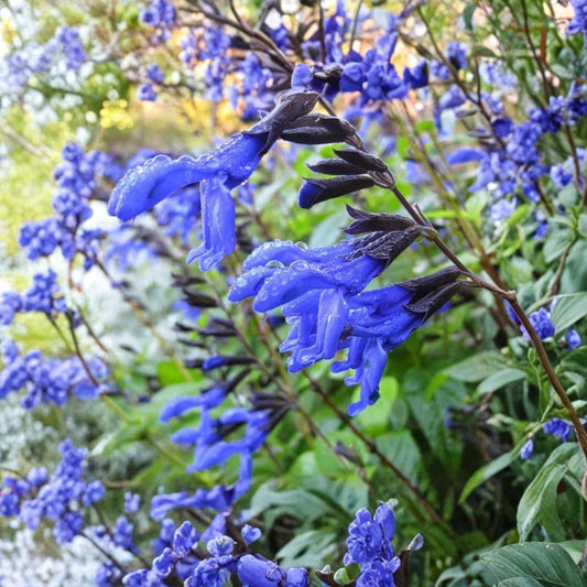 Salvia Black and Blue Live Plant – 5–8 Inch Starter | Cobalt Blue Flowers | Tender Perennial | Hummingbird Garden Plant