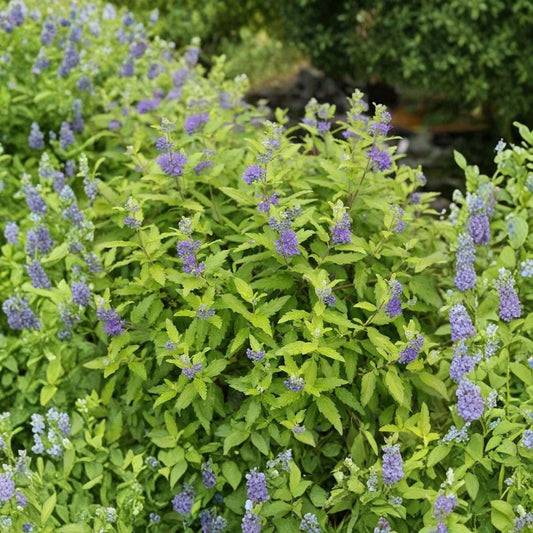 Daylight Blue II Bluebeard Live Plant – 4" Pot | Yellow Foliage Caryopteris | Blue Flowers | Zones 5–9