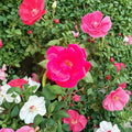 Red Knock Out® Rose – Rosa hybrida Live Plant | 3 Gallon Size | Cherry Red Flowering Shrub | Includes Root Ball | EarthKind Disease Resistant Rose | Easy to Grow