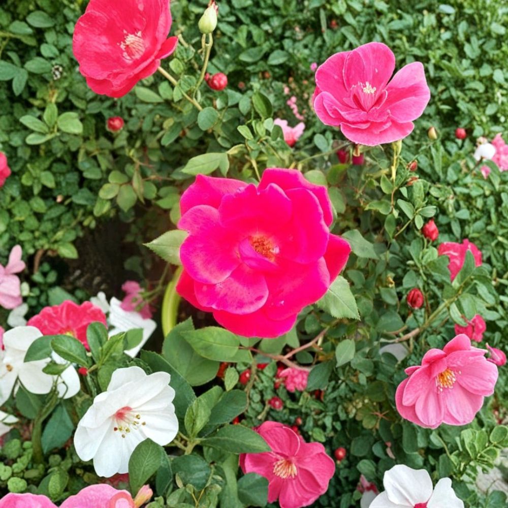 Red Knock Out® Rose – Rosa hybrida Live Plant | 3 Gallon Size | Cherry Red Flowering Shrub | Includes Root Ball | EarthKind Disease Resistant Rose | Easy to Grow