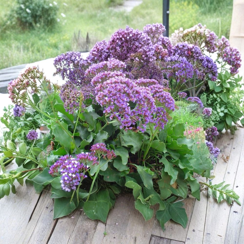 Live Blue Sea Lavender Plant – Limonium 4 Inch Pot | Purple Flowers | Drought-Tolerant Perennial | Coastal Garden Plant