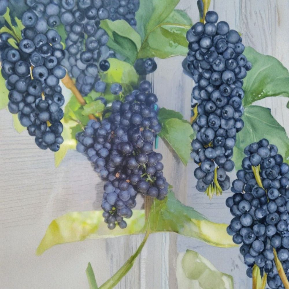 MARS Seedless Grape Vine – Live Plant | 3 Gallon Size | Includes Rooted Grapevine Ready for Planting | Vineyard & Backyard Friendly | Easy to Grow