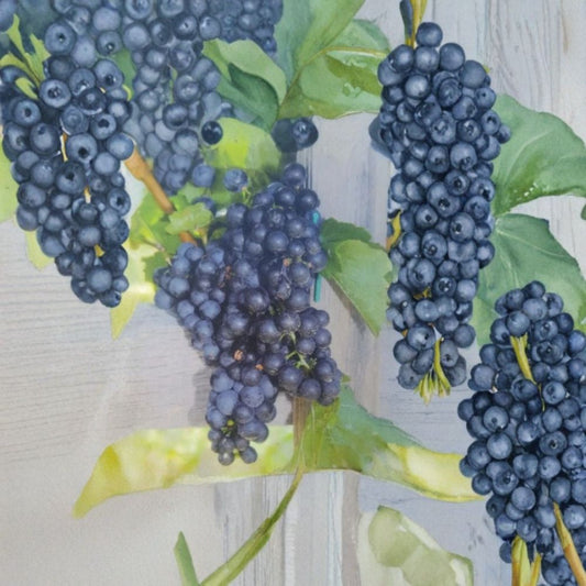 MARS Seedless Grape Vine – Live Plant | 3 Gallon Size | Includes Rooted Grapevine Ready for Planting | Vineyard & Backyard Friendly | Easy to Grow