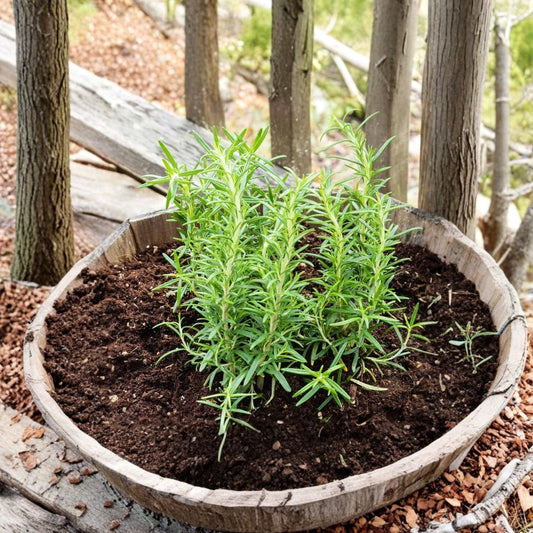 3 Live Barbeque Rosemary Plants – 3–6 Inches Tall | Ships Without Pot | Evergreen Culinary Herb | Garden & Container Friendly | Easy to Grow