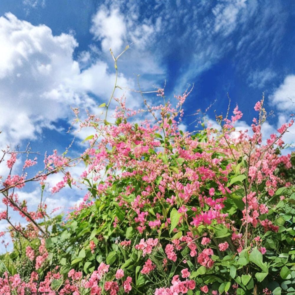 4 Live Mexican Creeper Plants | 4–6 Inches Tall | Pink Flowering Vine | Rooted Starter Plants | Ships Bare Root | No Pot