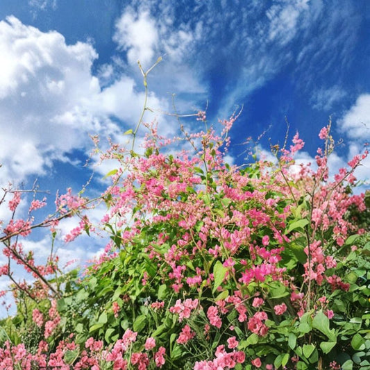 4 Live Mexican Creeper Plants | 4–6 Inches Tall | Pink Flowering Vine | Rooted Starter Plants | Ships Bare Root | No Pot