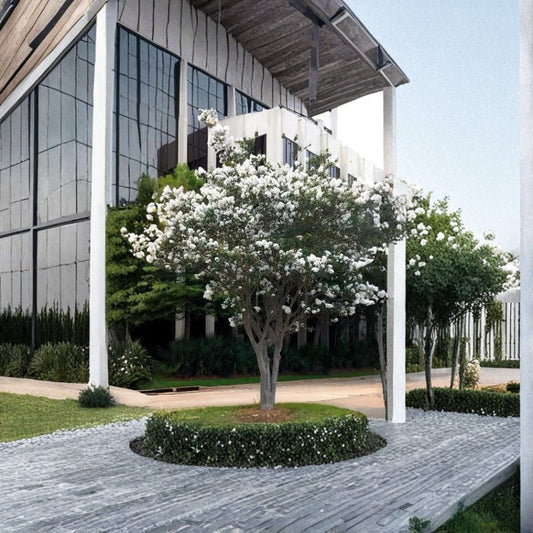 2 Live Crepe Myrtle Trees – Snow White Flowering Crape Myrtle | 6" Rooted Starter Plants | Bare Root | Fast Growing Shrub