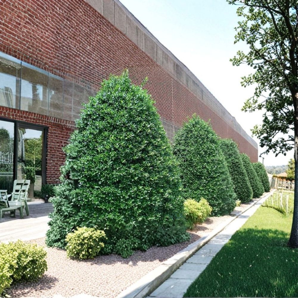 Nellie R. Stevens Holly Plant – Ilex × ‘Nellie R. Stevens’ | 2.5 Qt Live Shrub | Evergreen Holly Tree | Berry-Producing Privacy Screen | Zones 6–9