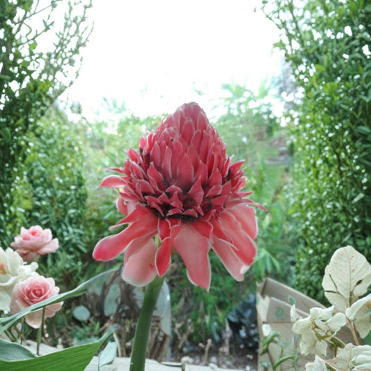 Pink Torch Ginger Live Rhizome | Etlingera elatior | Large 10–12 Inch Rhizome | Tropical Exotic Flower | Easy to Grow