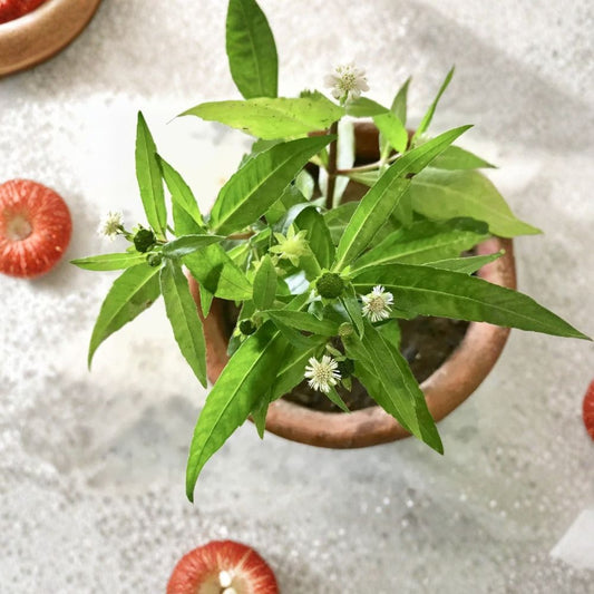 Bhringraj False Daisy Live Plant – Eclipta prostrata | Ayurvedic Herb | Well-Rooted Herbal Garden Plant | Home Grown