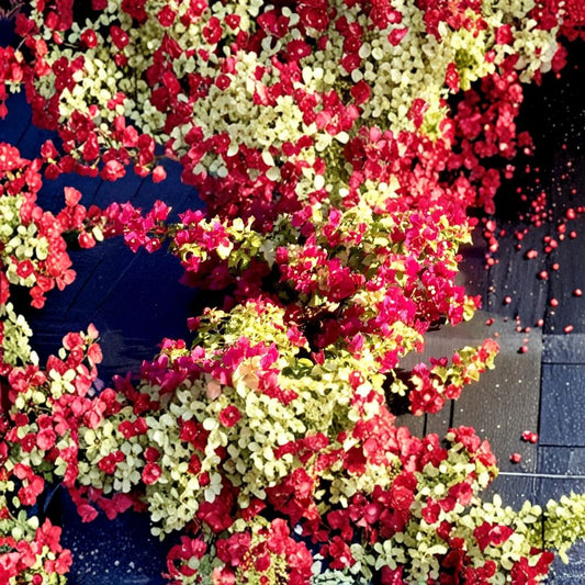Sunstone Red Bougainvillea – Live Starter Plant | Well-Rooted in 3 Inch Nursery Pot | Tropical Flowering Vine | Easy to Grow