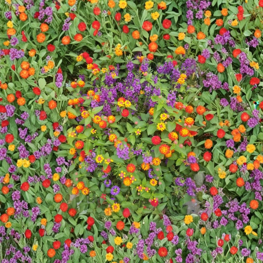 4 Mixed Lantana Live Plants | 4–6 Inches Tall | Colorful Flowering Perennials | Pollinator Friendly | Ships Bare Root | No Pot