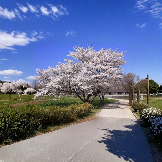 Yoshino Flowering Cherry Tree Live Plant | 1 Quart Grow Bag | Prunus × yedoensis | Ornamental Spring Tree | Fragrant White Blooms | Zones 5–8
