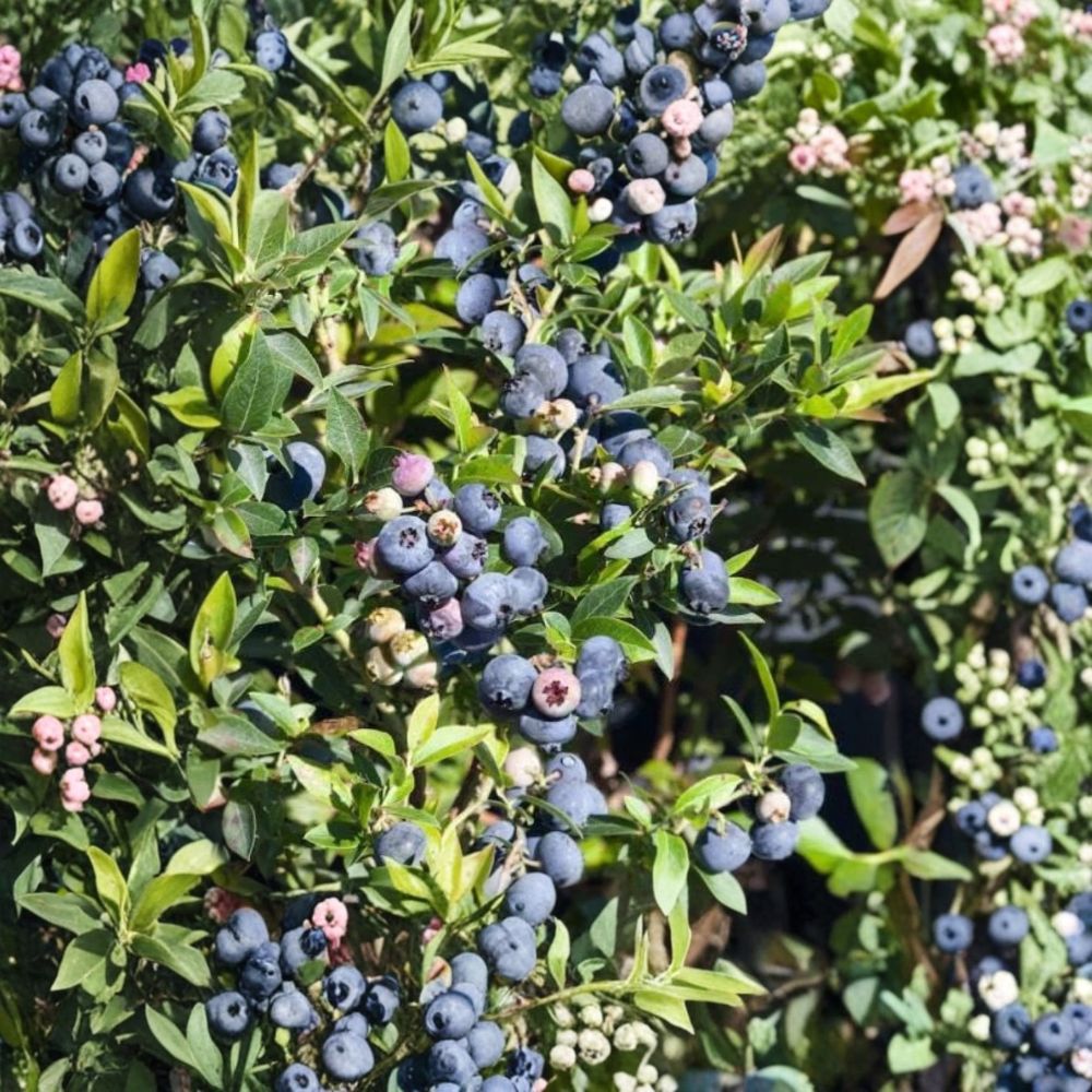 Tophat Dwarf Blueberry Plant – Vaccinium corymbosum | 4–6" Live Starter | Compact Blueberry Bush | Rooted in Soil | No Pot
