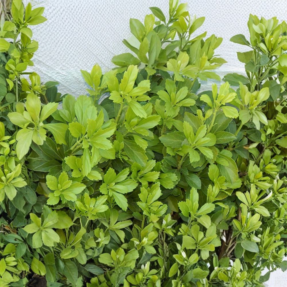 35 Live Pachysandra Plants – Japanese Spurge Bare Root | Evergreen Ground Cover | Shade Loving Perennial | Deer Resistant | Easy to Grow
