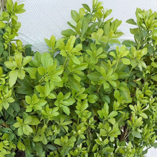 35 Live Pachysandra Plants – Japanese Spurge Bare Root | Evergreen Ground Cover | Shade Loving Perennial | Deer Resistant | Easy to Grow