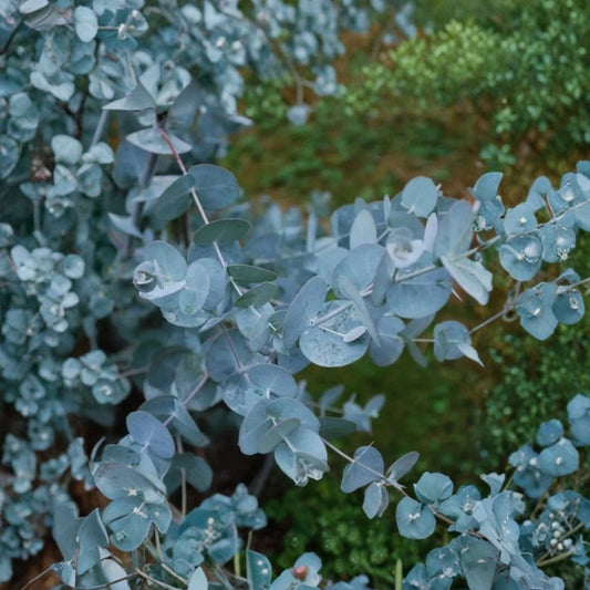 Eucalyptus Baby Blue – Live Starter Plant | 4–8 Inches Tall | Fragrant Foliage | Hardy Evergreen Plant
