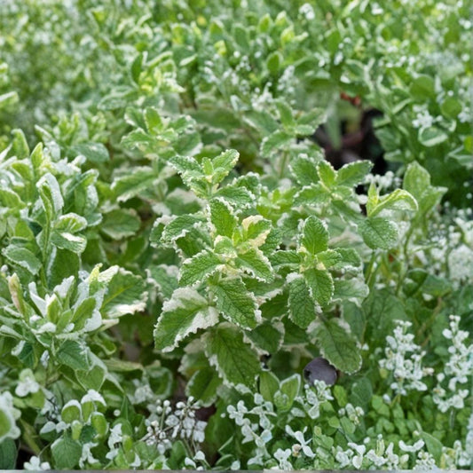 Variegated Pineapple Mint Live Starter Plant – 4 Inches Tall | Ships Without Pot | Aromatic Culinary Herb | Garden & Container Friendly | Easy to Grow