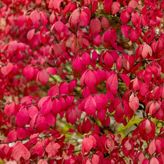 2 Live Burning Bush Plants – 8"+ Tall | Bare Root Euonymus Shrubs | Brilliant Fall Color | Landscape Garden Plants