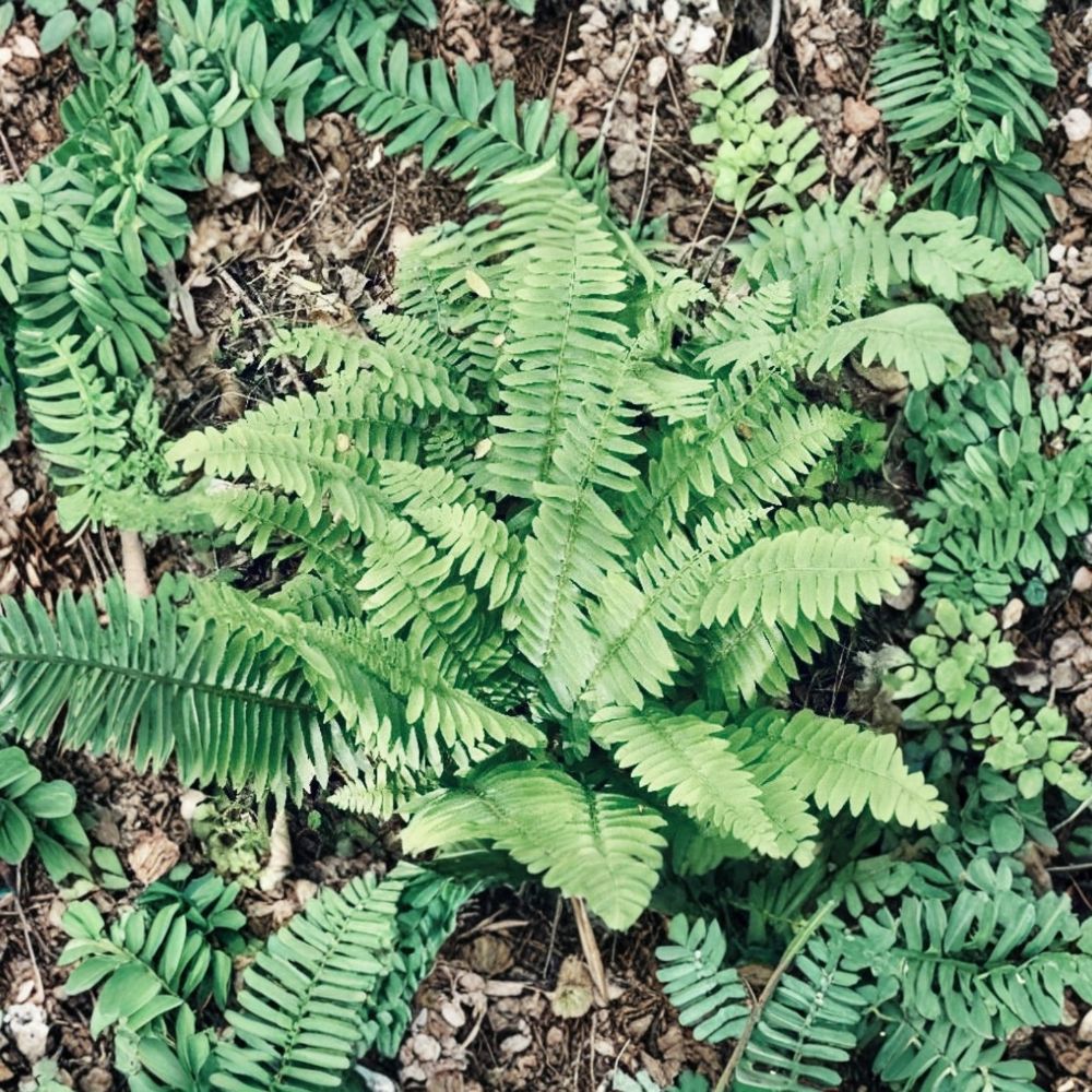 7 Christmas Fern Plants – Polystichum acrostichoides | 7–9" Live Evergreen Ferns | Native Shade Plant | Ready to Plant