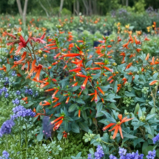 2 Live Cuphea 'David Verity' Plants | 4–6 Inches Tall | Orange Flowering Pollinator Plant | Rooted Starter Plants | Ships Bare Root | No Pot