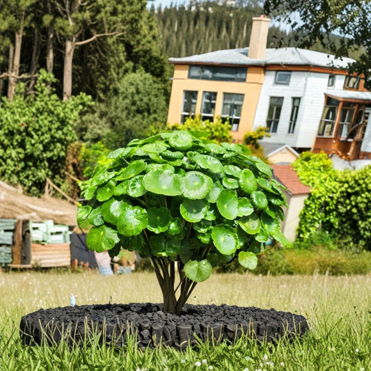 Hydrocotyle vulgaris (Chinese Money Plant) – Live Rooted Plants | 10–20 Inches Tall | Bundle of Outdoor Ground Cover | Moisture-Loving Perennial