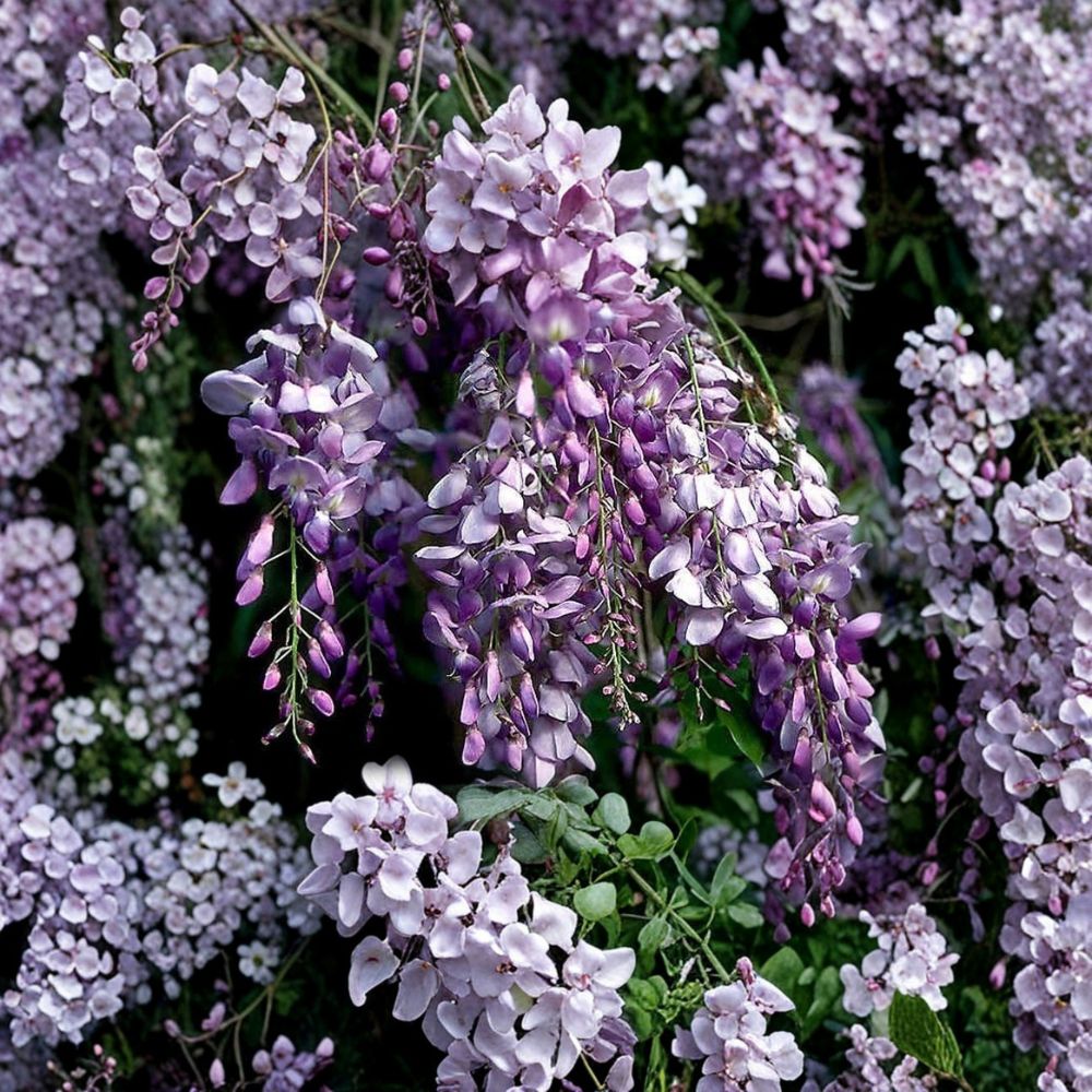 Blue Chinese Wisteria Live Plant – 1–2 Feet Tall | Bare Root Rooted Vine | Heirloom Purple Flowering Climber | Arbor & Trellis Friendly | Easy to Grow