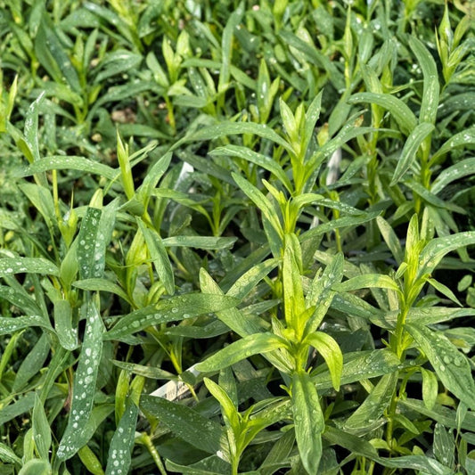 2 French Tarragon Live Starter Plants | 4–5 Inches Tall | Culinary Herb | Perennial Herb Plant | Rooted Starter Plants | Ready to Grow