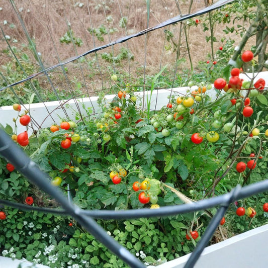 Tiny Tim Dwarf Tomato Plants – Set of 2 Live Plants 2–4" Tall | Heirloom Cherry Tomato | Patio Container Vegetable Starter