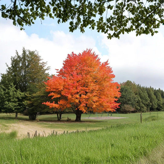 Sugar Maple Tree – Acer saccharum Live Plant | 10–18 Inches Tall | Includes Quart Nursery Pot | Hardy Shade Tree