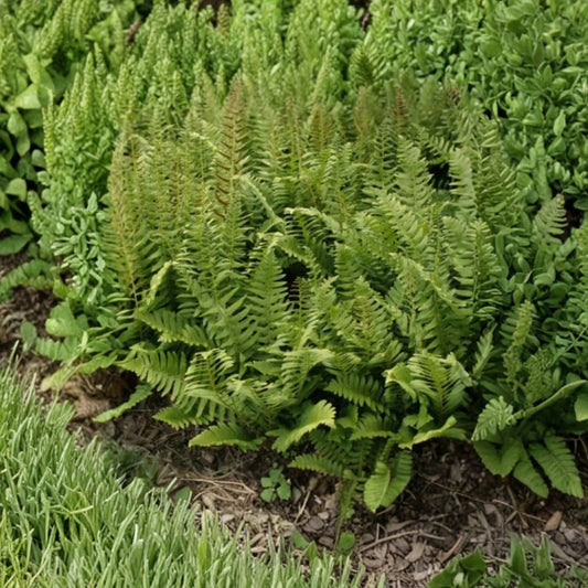 Wild Native Christmas Fern Live Plant | Evergreen Woodland Fern | Polystichum acrostichoides | Shade Garden Perennial | Easy to Grow