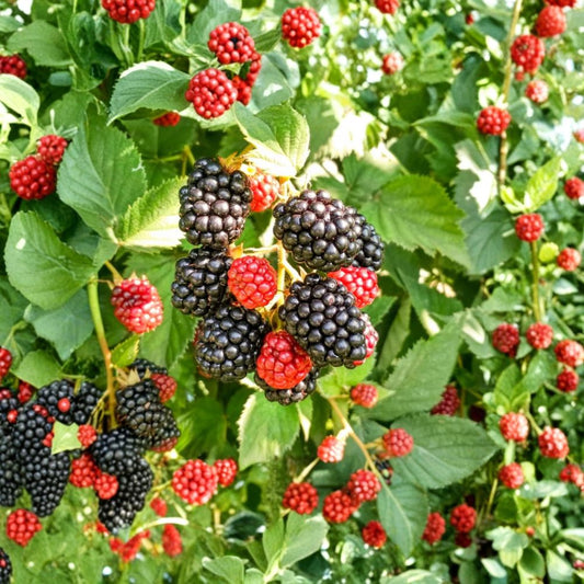 Chester Blackberry Live Plants – Set of 2 | 4–6 Inch Thornless Starters | Sweet Edible Fruit | Heat Tolerant Berry Plant | Soil Root Balls | No Pot